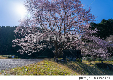 三重県美杉の淡墨桜 63492374