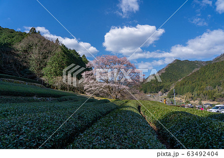 三重県美杉の淡墨桜 63492404