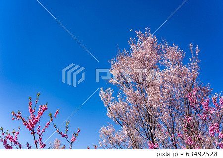 福島県 花見山公園 花桃と桜の写真素材