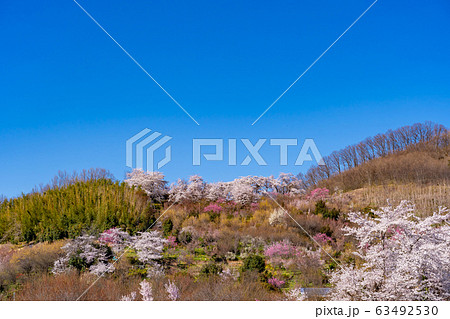 福島県 花見山公園 花桃と桜 福島県 花見山公園 花桃と桜 63492530