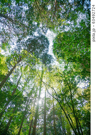 根来寺で見上げた新緑の木々 木漏れ日 の写真素材