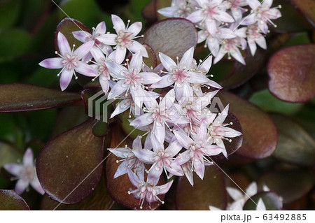 カネノナルキの花の写真素材