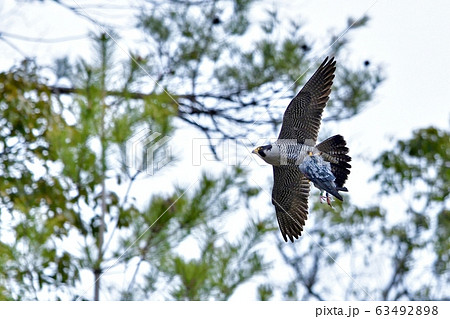 鳩を持って飛ぶ繁殖期のハヤブサ 63492898