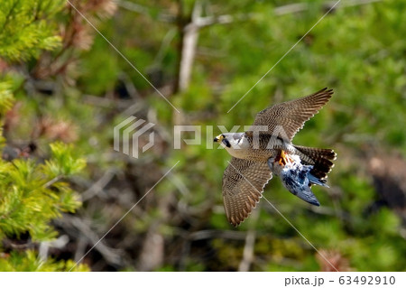 食べかけの鳩を持って飛ぶ繁殖期のハヤブサ 食べかけの鳩を持って飛ぶ繁殖期のハヤブサ 63492910