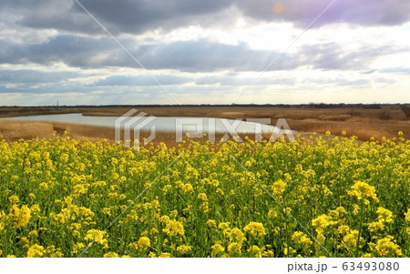 春　菜の花　湖　風景　渡良瀬　栃木 63493080