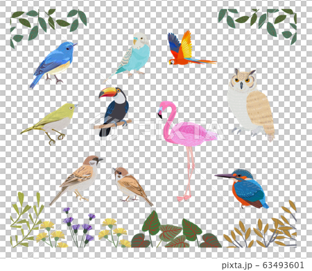 Bird set 63493601