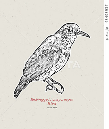 The red-legged honeycreeper (Cyanerpes cyaneus), 63493937