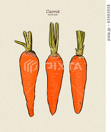 carrot, hand draw sketch vector. carrot, hand draw sketch vector. 63493938