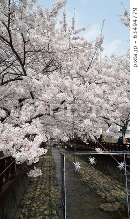 桜の名所_余佐川_韓国 63494779