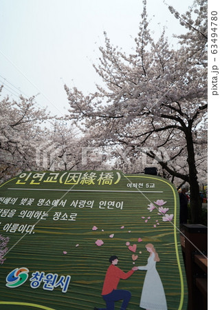 桜の名所_余佐川_韓国 63494780