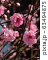 Spring Sakura cherry blossoms 63494875