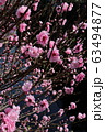 Spring Sakura cherry blossoms 63494877