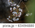Spring Sakura cherry blossoms 63494880
