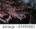 Spring Sakura cherry blossoms 63494881