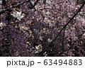 Spring Sakura cherry blossoms 63494883