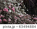 Spring Sakura cherry blossoms 63494884
