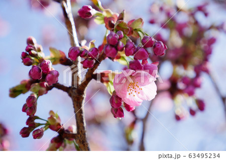 桜のつぼみ 63495234