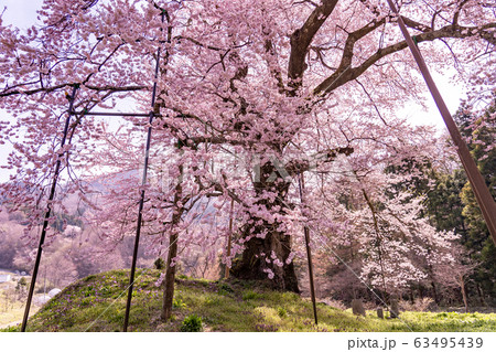 福島県　川俣町　秋山の駒ザクラ 63495439