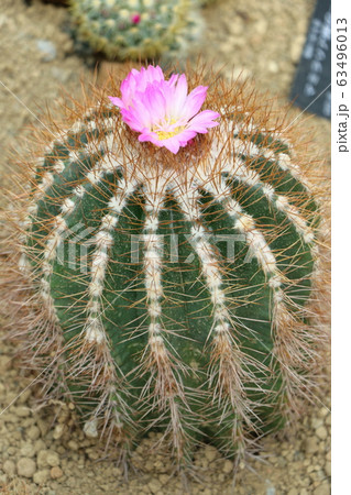 サボテンの花の写真素材