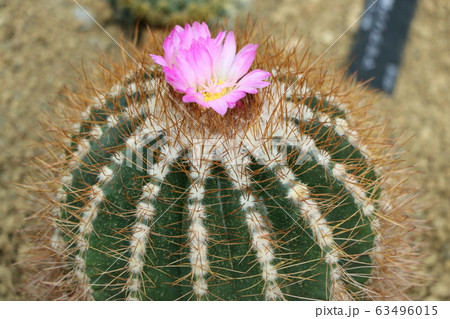 サボテンの花の写真素材