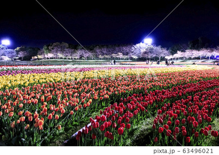 なばなの里 チューリップライトアップ なばなの里 チューリップライトアップ 63496021