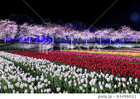 なばなの里　チューリップライトアップ 63496031