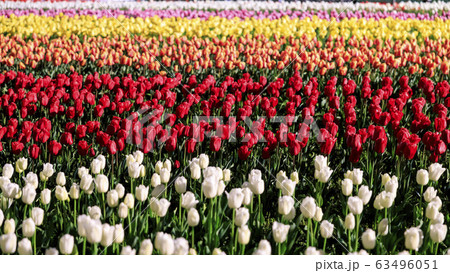 なばなの里 チューリップライトアップ なばなの里 チューリップライトアップ 63496051