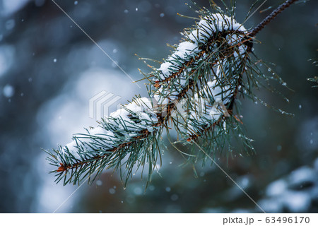 Fir tree branches Fir tree branches 63496170