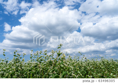 ソバの花が咲く一面のソバ畑と空のコピースペース 63496305