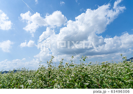 ソバの花が咲く一面のソバ畑と空のコピースペース ソバの花が咲く一面のソバ畑と空のコピースペース 63496306