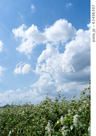 ソバの花が咲く一面のソバ畑と空のコピースペース ソバの花が咲く一面のソバ畑と空のコピースペース 63496307