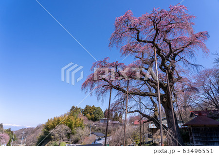 福島県 郡山市 紅枝垂地蔵ザクラ 福島県 郡山市 紅枝垂地蔵ザクラ 63496551