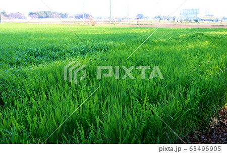 むぎ　若葉　春　田舎　杤木　風景 63496905