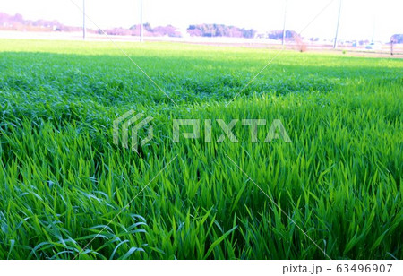 むぎ　若葉　春　田舎　杤木　風景 63496907