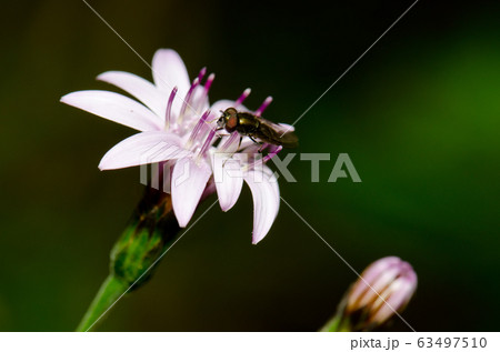 Fly on a flower of Perezia recurvata. Fly on a flower of Perezia recurvata. 63497510