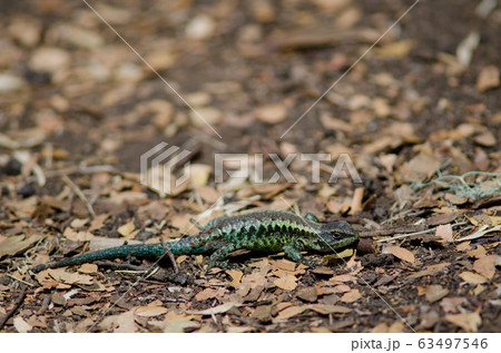 Orange-bellied lizard Liolaemus pictus in the Conguillio National Park. Orange-bellied lizard Liolaemus pictus in the Conguillio National Park. 63497546