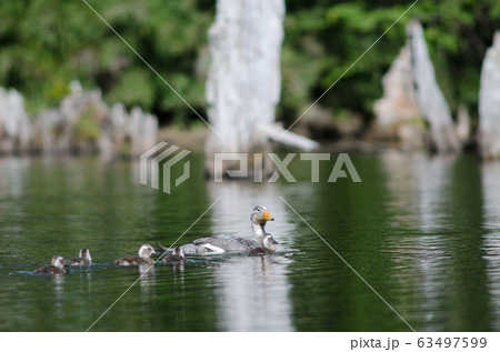 Flying steamer ducks Tachyeres patachonicus in a lagoon. 63497599