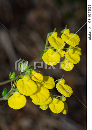 Flowers of lady's purse Calceolaria sp. in the Conguillio National Park. 63497631