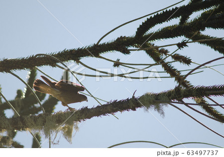 Chimango caracara stretching on a branch of monkey puzzle tree. 63497737