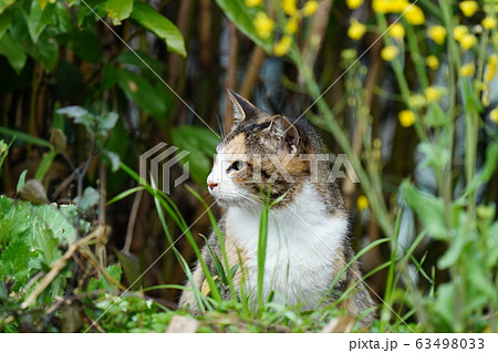 猫 野良猫 三毛猫 警戒心 美人三毛 メス 傷だらけの天使の写真素材