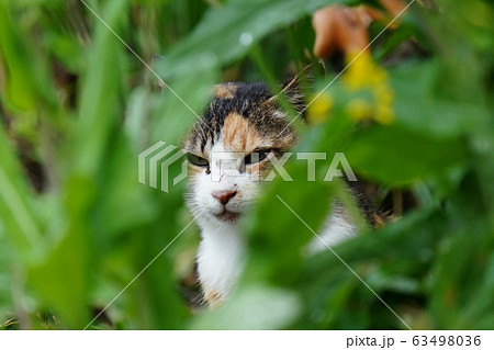 猫 野良猫 三毛猫 警戒心 美人三毛 メス 傷だらけの天使の写真素材