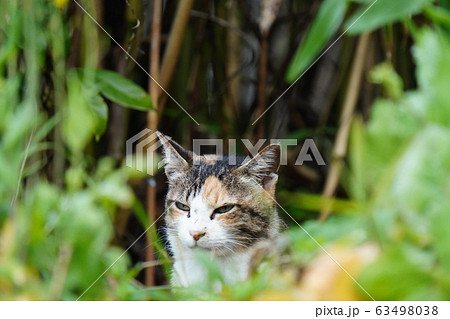 猫 野良猫 三毛猫 警戒心 美人三毛 メス 傷だらけの天使の写真素材