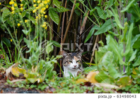 猫 野良猫 三毛猫 警戒心 美人三毛 メス 傷だらけの天使の写真素材