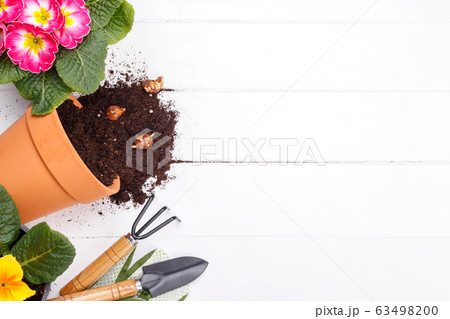 Gardening tools and primula flowers Gardening tools and primula flowers 63498200