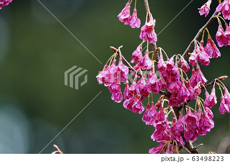 寒緋桜・満開・二月・雨上がり・曇天・水滴 寒緋桜・満開・二月・雨上がり・曇天・水滴 63498223