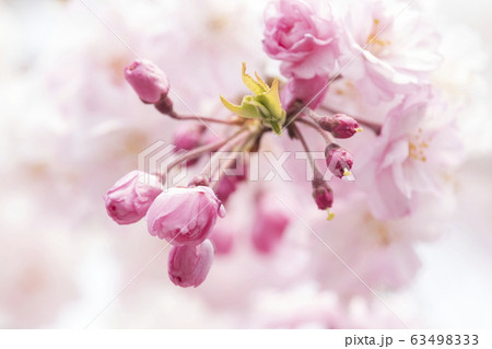 春のイメージ＿桜 63498333