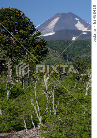 Llaima volcano and forest with monkey puzzle tree to the left. Llaima volcano and forest with monkey puzzle tree to the left. 63498419