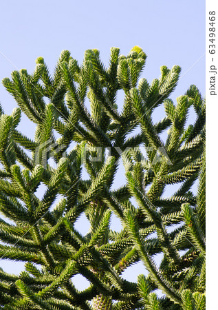 Branches of monkey puzzle tree Araucaria araucana. 63498468