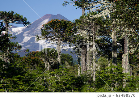 Llaima volcano and mixed forest of monkey puzzle tree and Dombey's beech. 63498570
