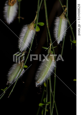 Hairy pods of hairy-fruited broom Cytisus striatus. Hairy pods of hairy-fruited broom Cytisus striatus. 63498628